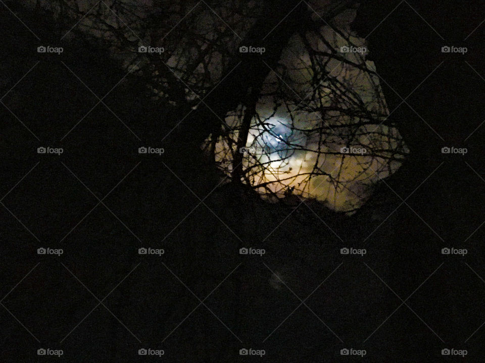 Moon Through Trees