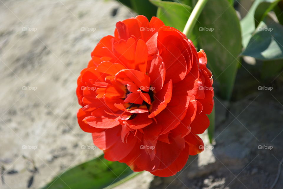 Red flower 