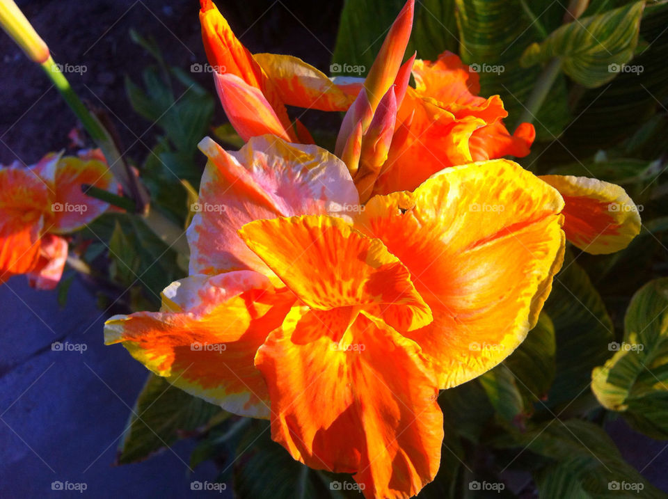 green light yellow nature by blackpearl079