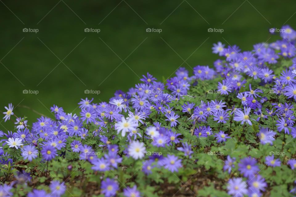 Purple flowers on green grass 