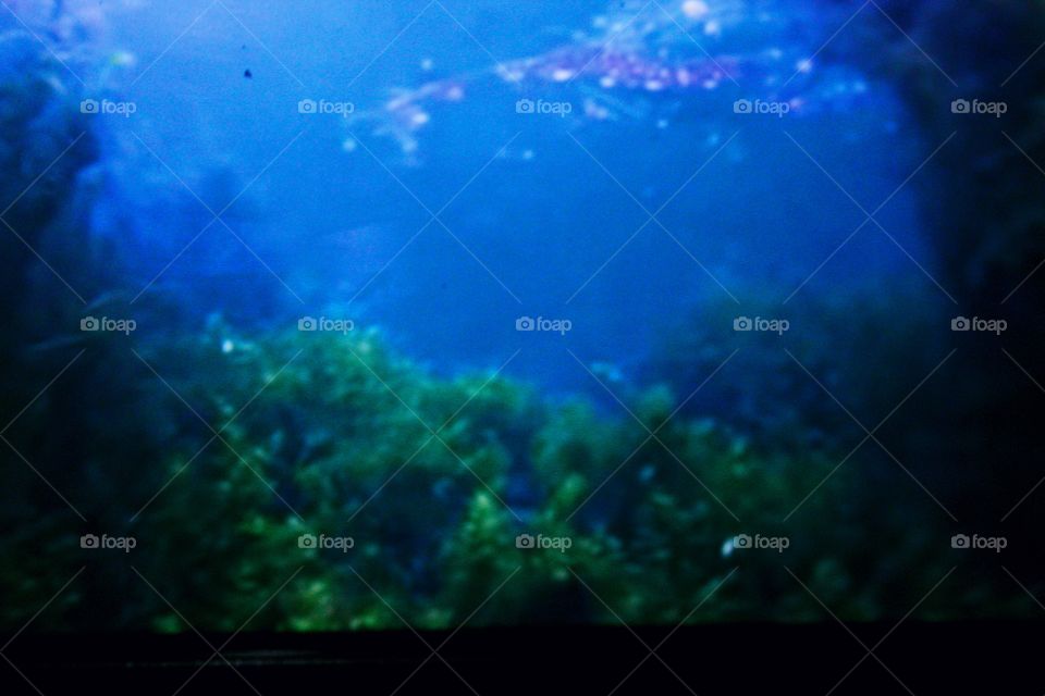 On the seabed there are forests, just like on land, only different species of plants and different names have different names, the seabed is also plants can be fertile and no less beautiful