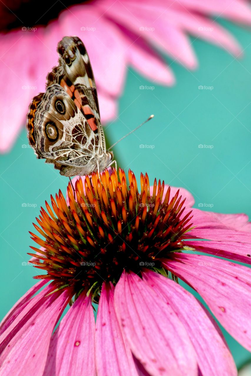 Butterfly by the pool