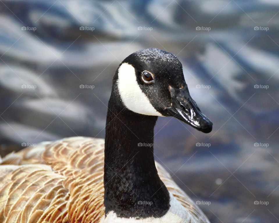 Wildlife close up swimming in a river, city of Fair Oaks California