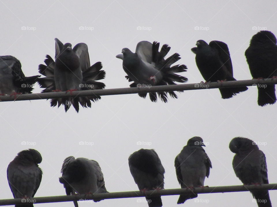 Birds on a wire