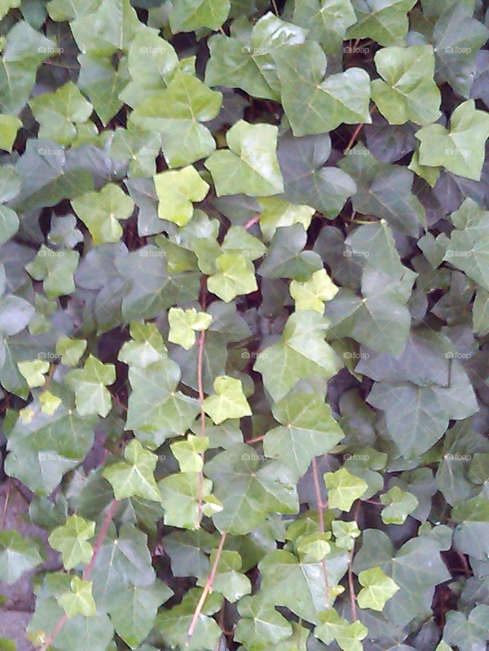 nature ivy