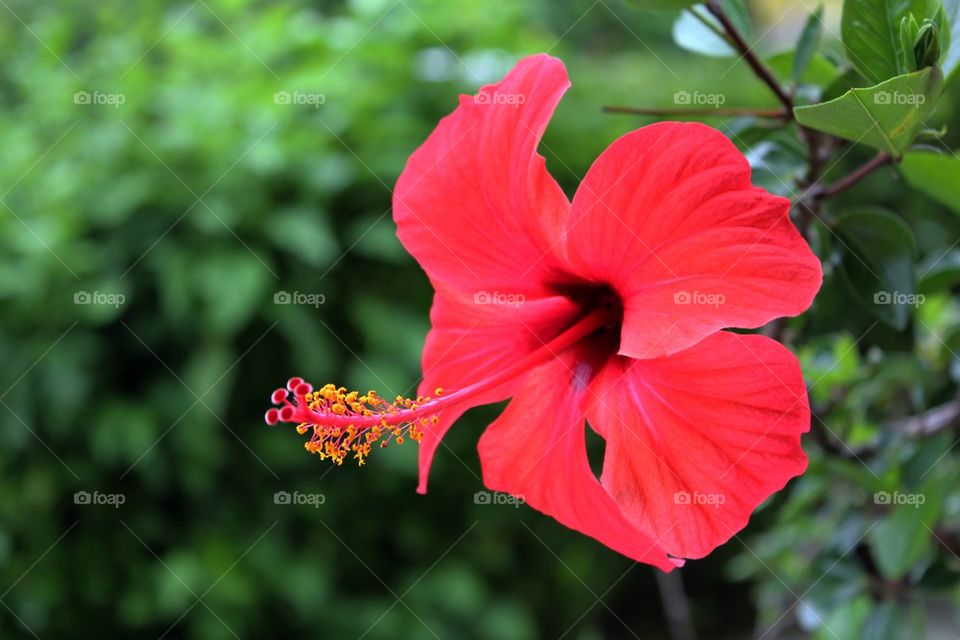 Red Flower
