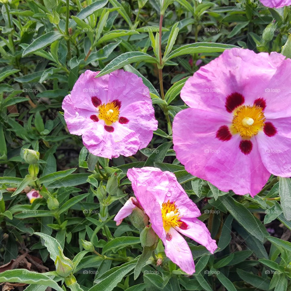 Pink Flower