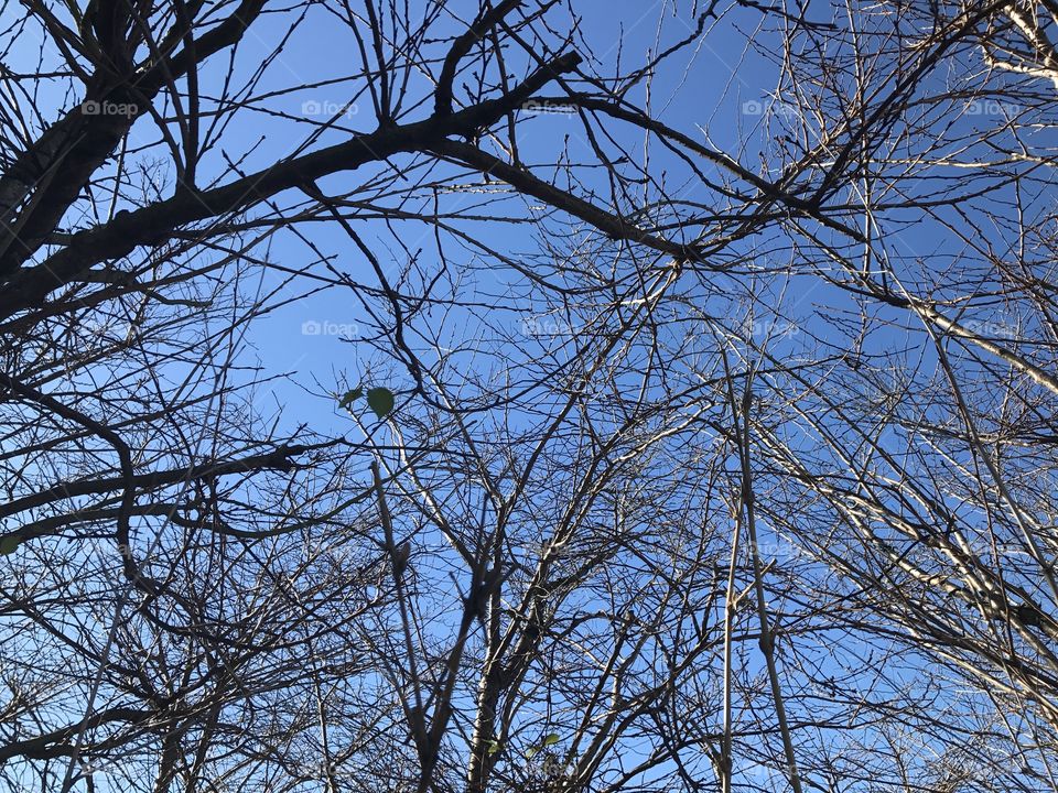 Sunlight sparkling on the branches