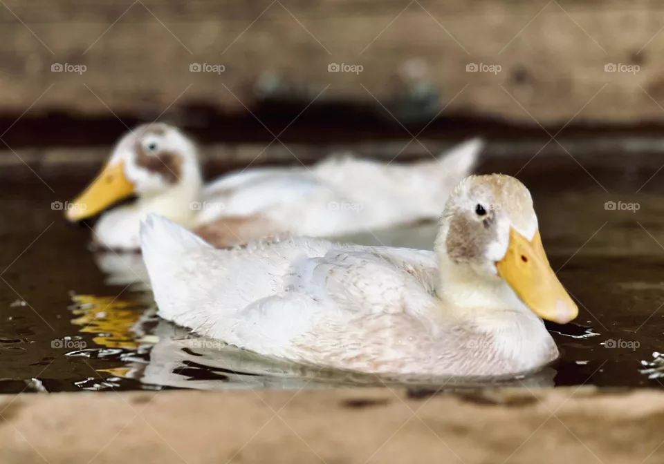 Ducks 