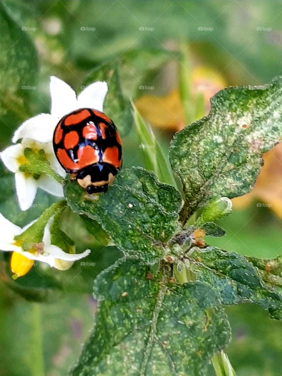 ladybug