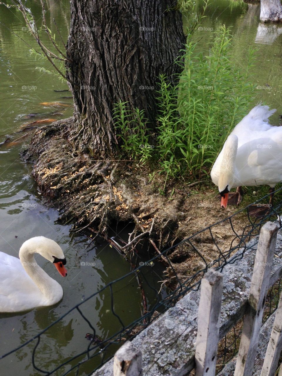 Beautiful swans, Seneca Lake, NY