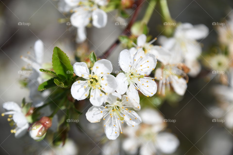 Cherry blossoms