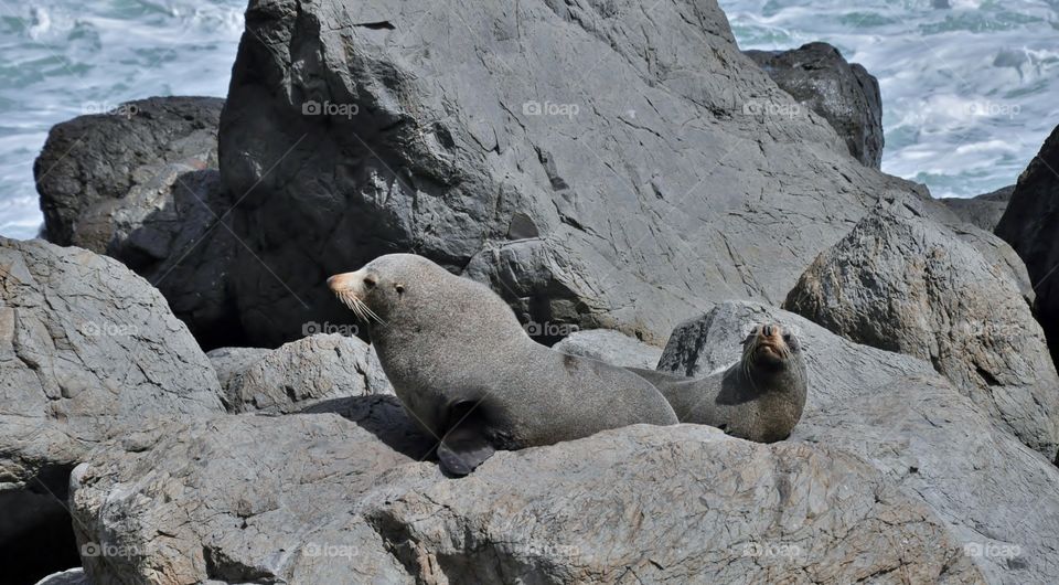 Wild seal colony in New Zealand 