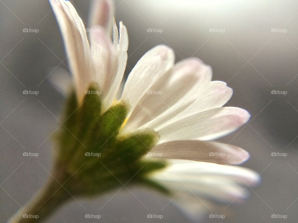 Pretty Daisy. A daisy growing outside my house on the grass verge ...decided to do a close up :)