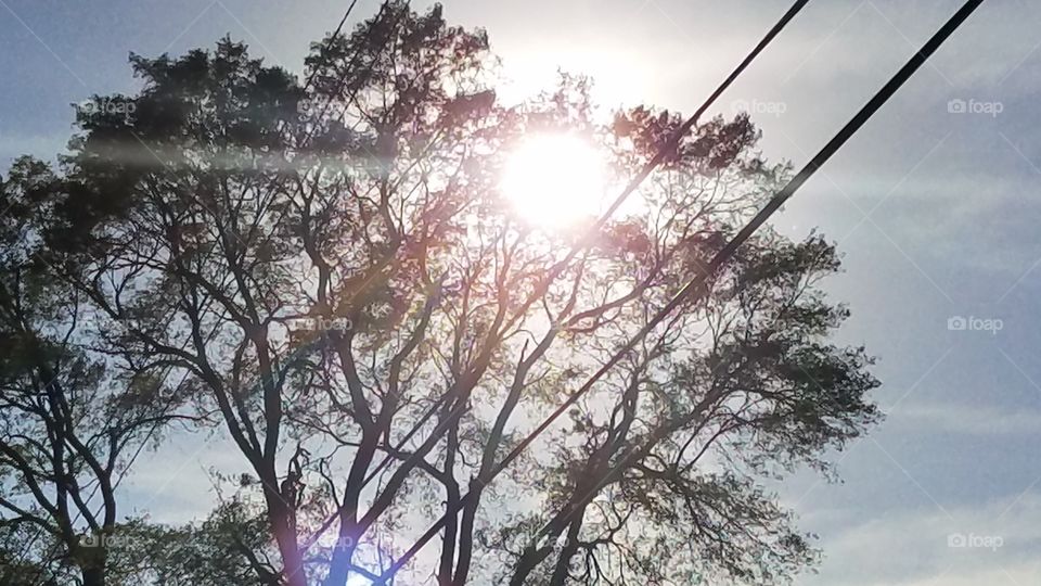 the Sun as seen through branches of a tree
