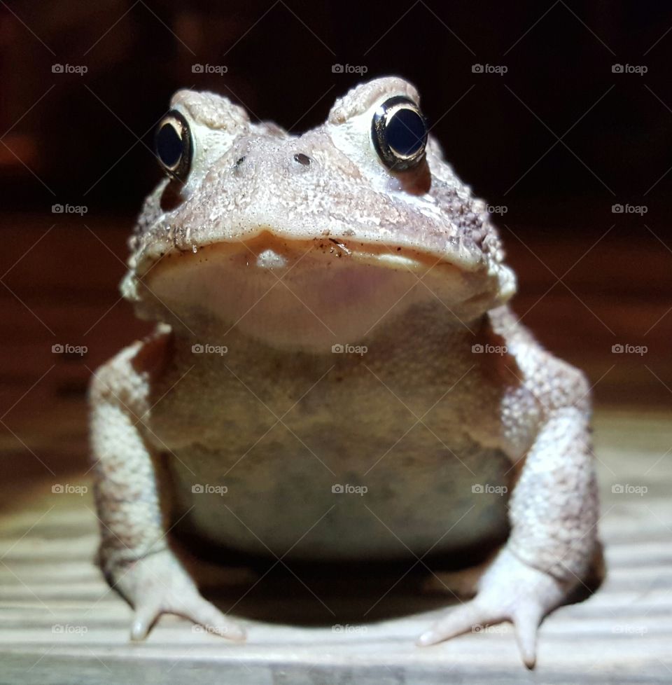 American toad front view