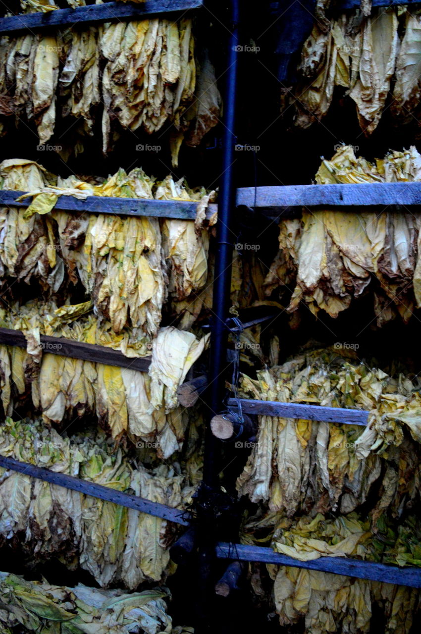 tabacco leaves in production time