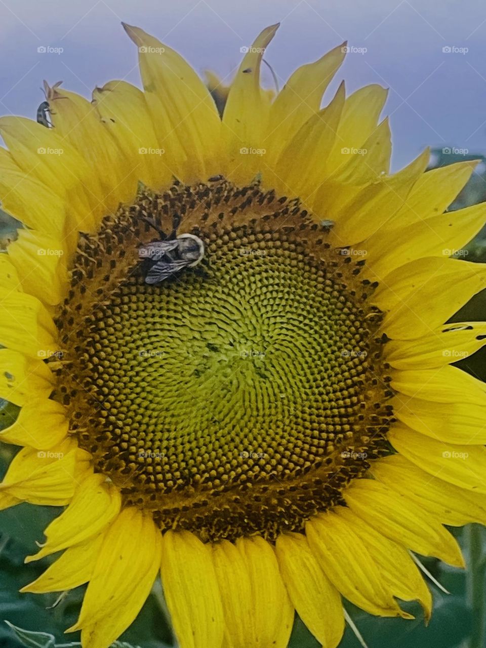 Pollinating like honey bees