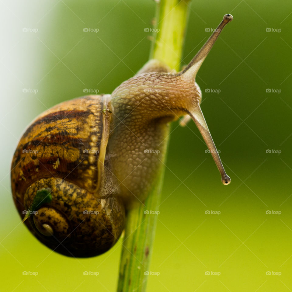 Snail climbing weed