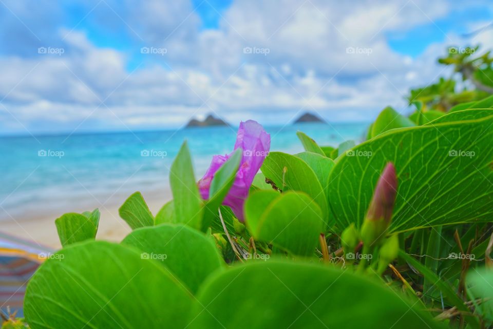 Lanikai Beach