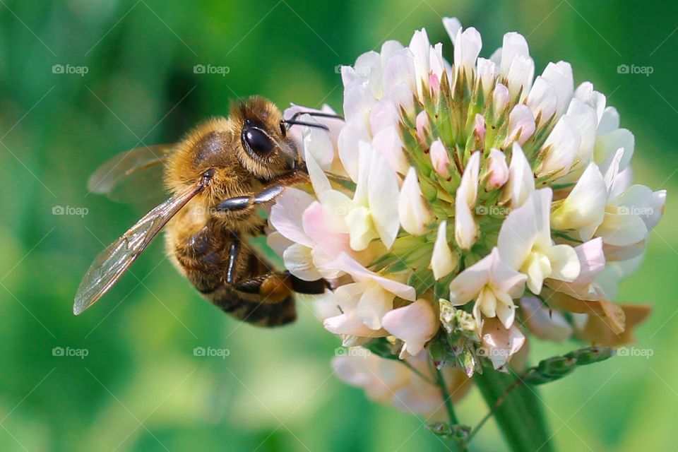 A bee at the clover