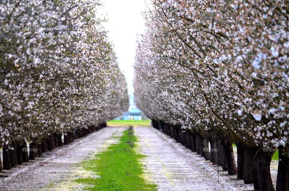 Spring orchard