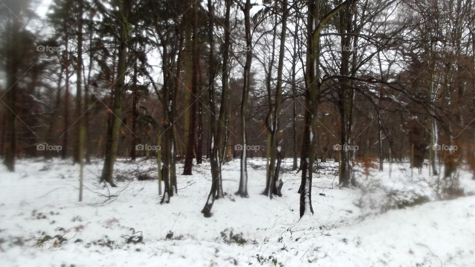 Winter, Snow, Tree, Wood, Landscape