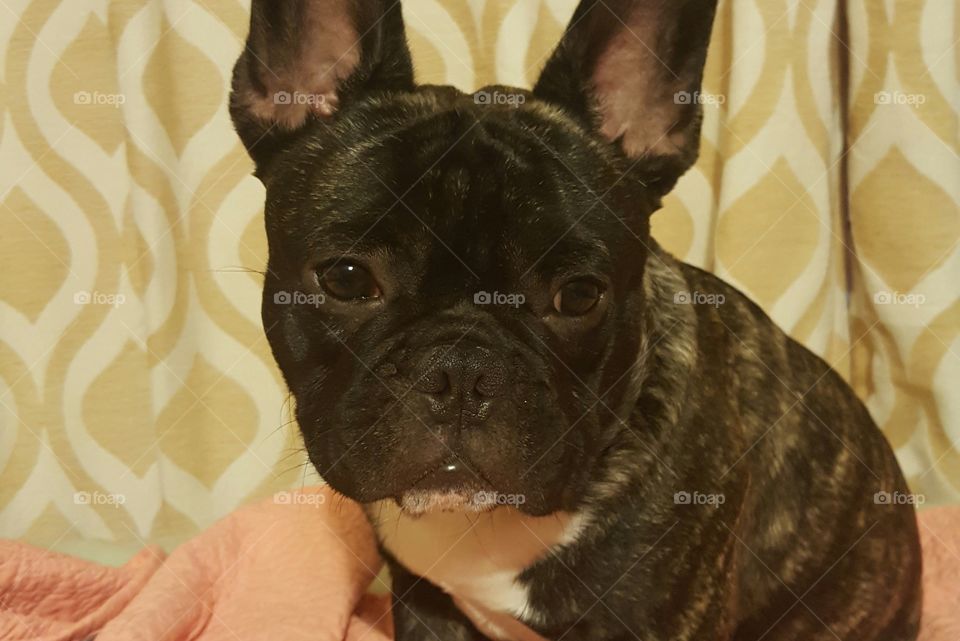 Tank the Frenchie