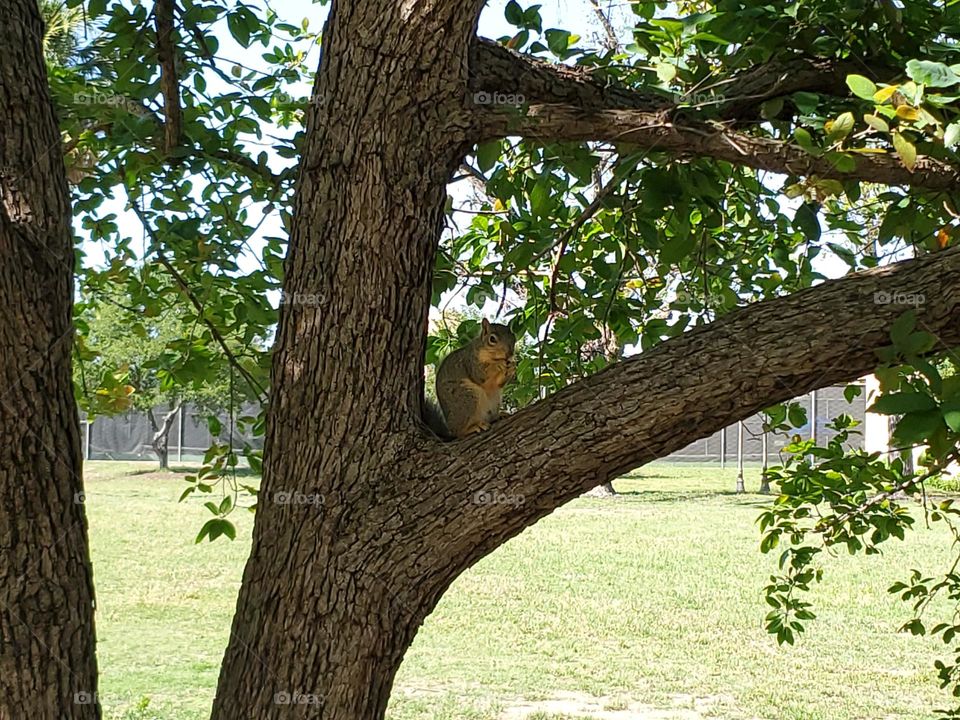 Urban wildlife:  squirrel at city park