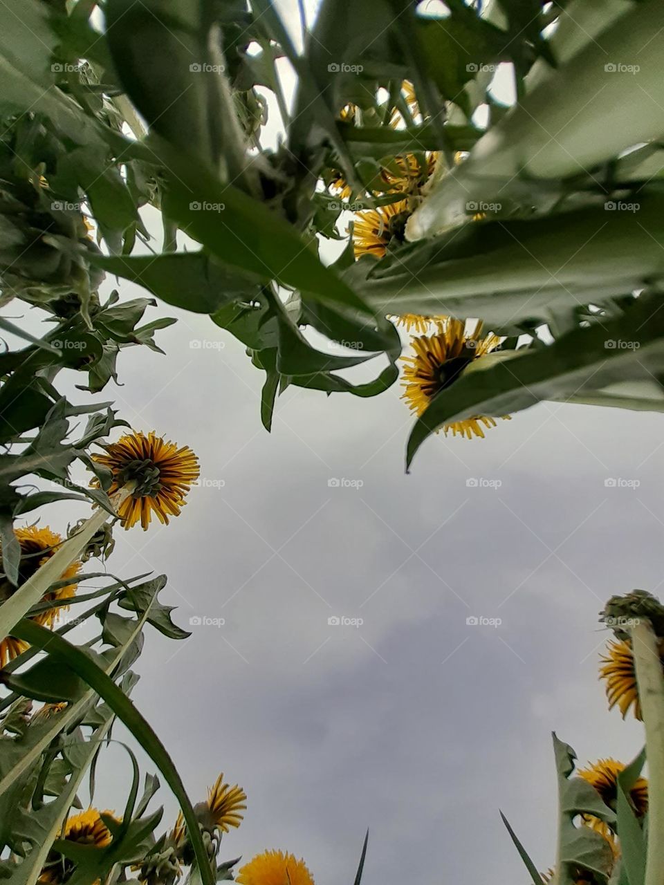 A panoramic photo of a meadow with a dandelion growing on it
