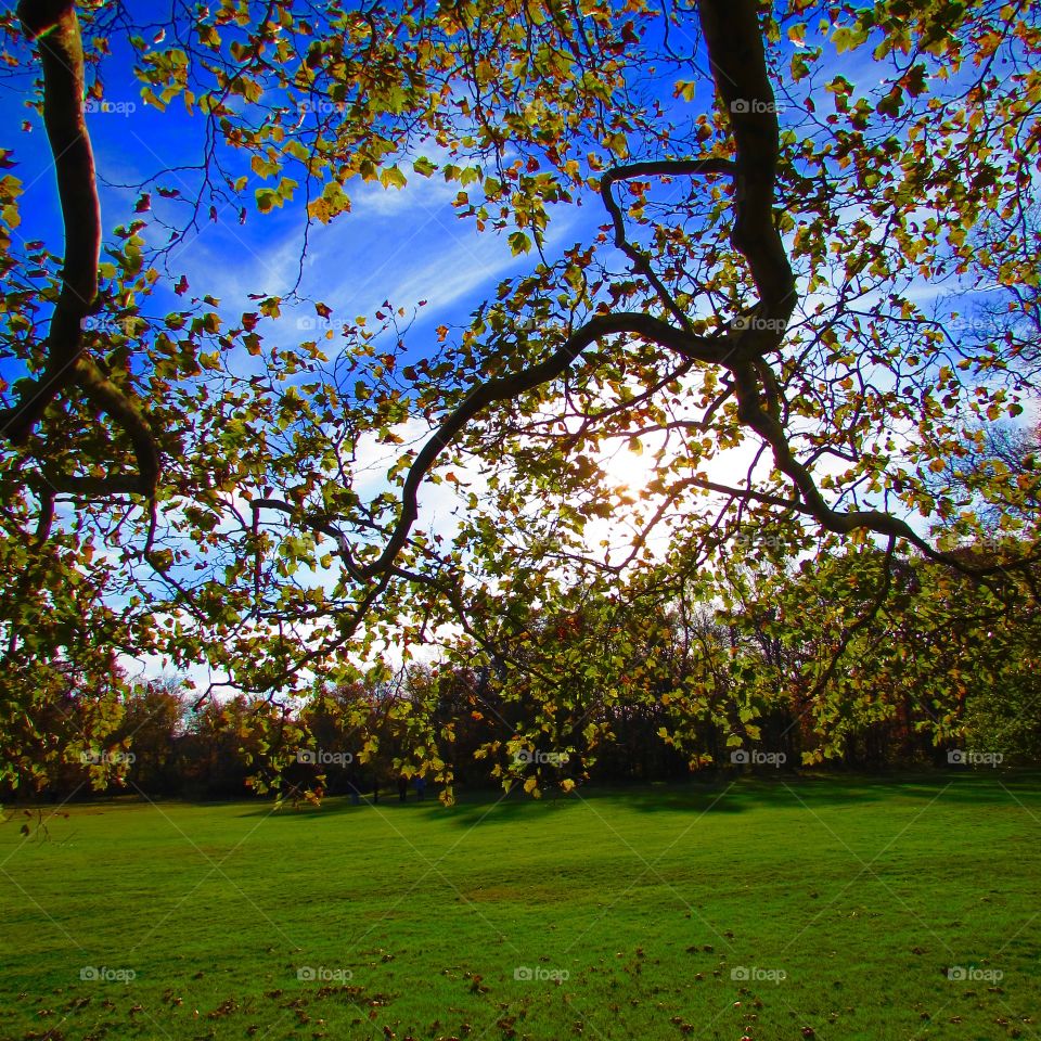 View of autumn tree