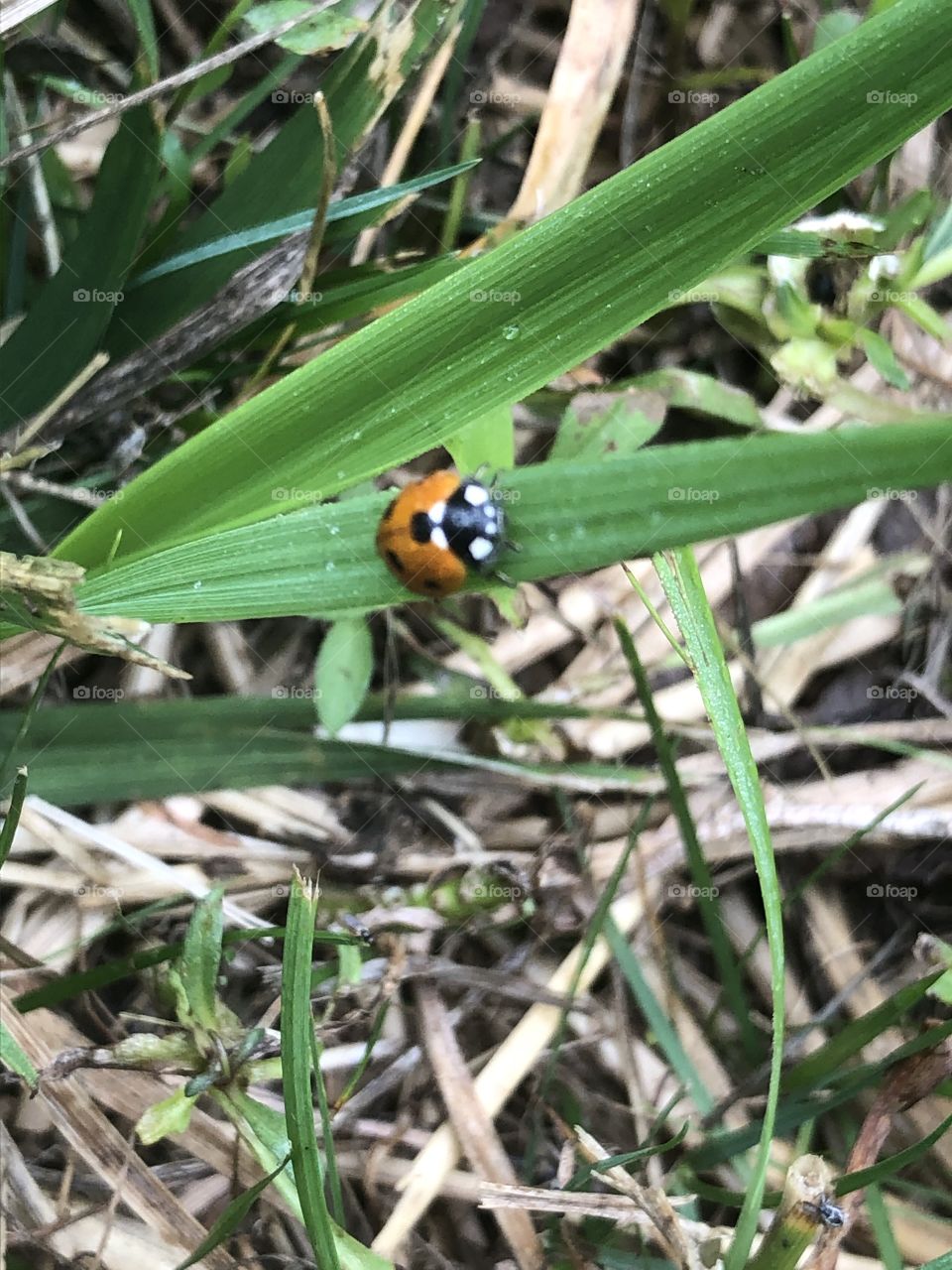 First signs of summer ladybug on grass 