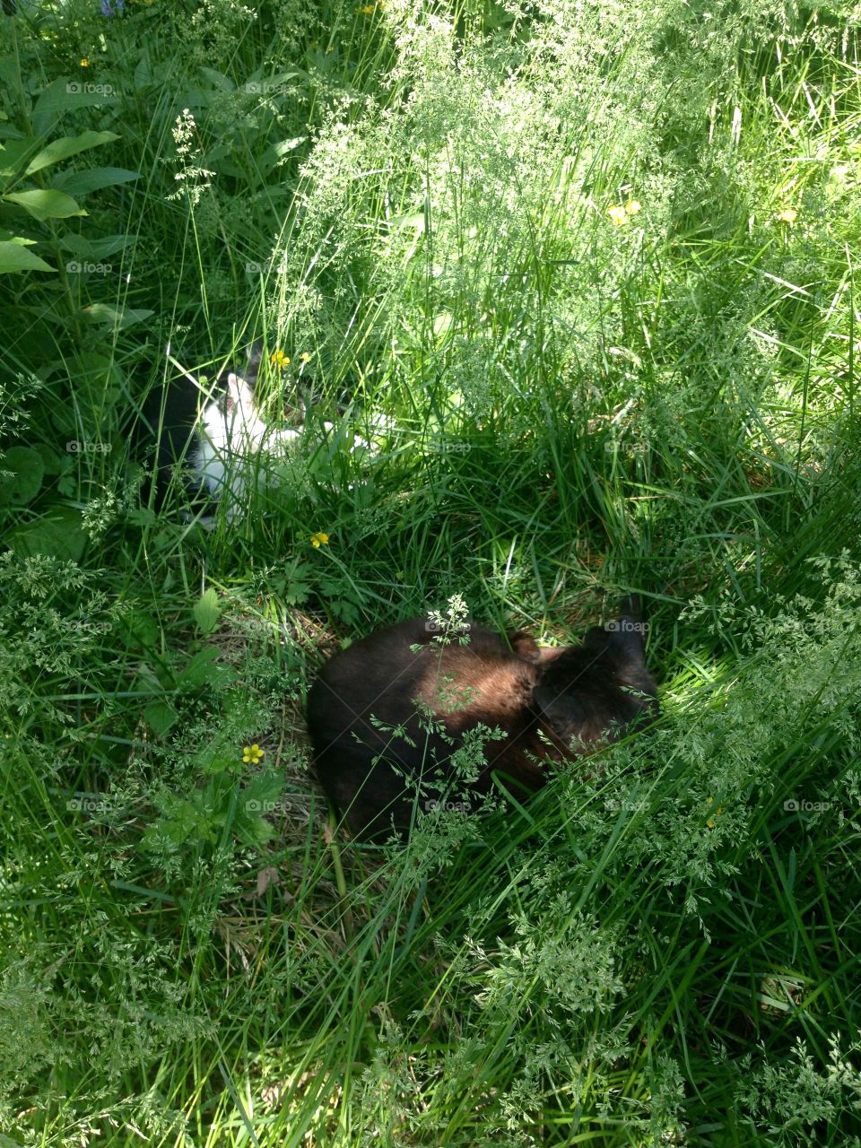 Cats hiding in the grass
