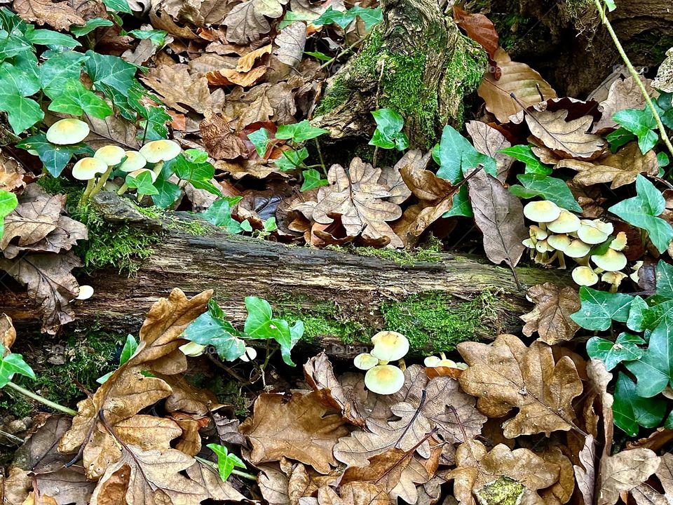 Forest floor