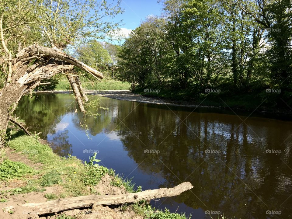 Tree reflections on the river ... a very quiet spot until our dog dives in the water 🐶☺️