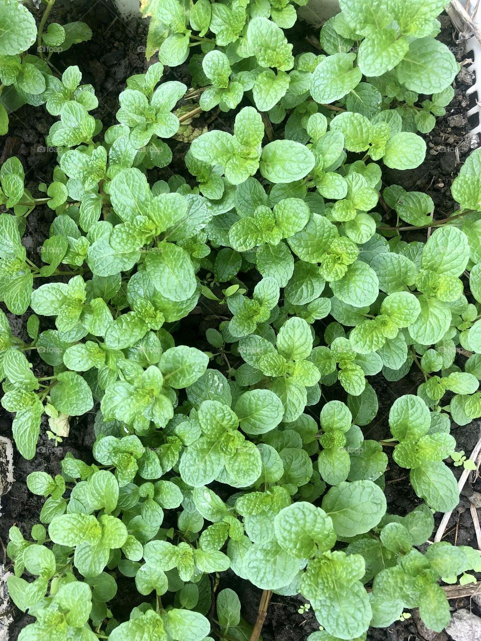 Fresh Green Mint Leaves.