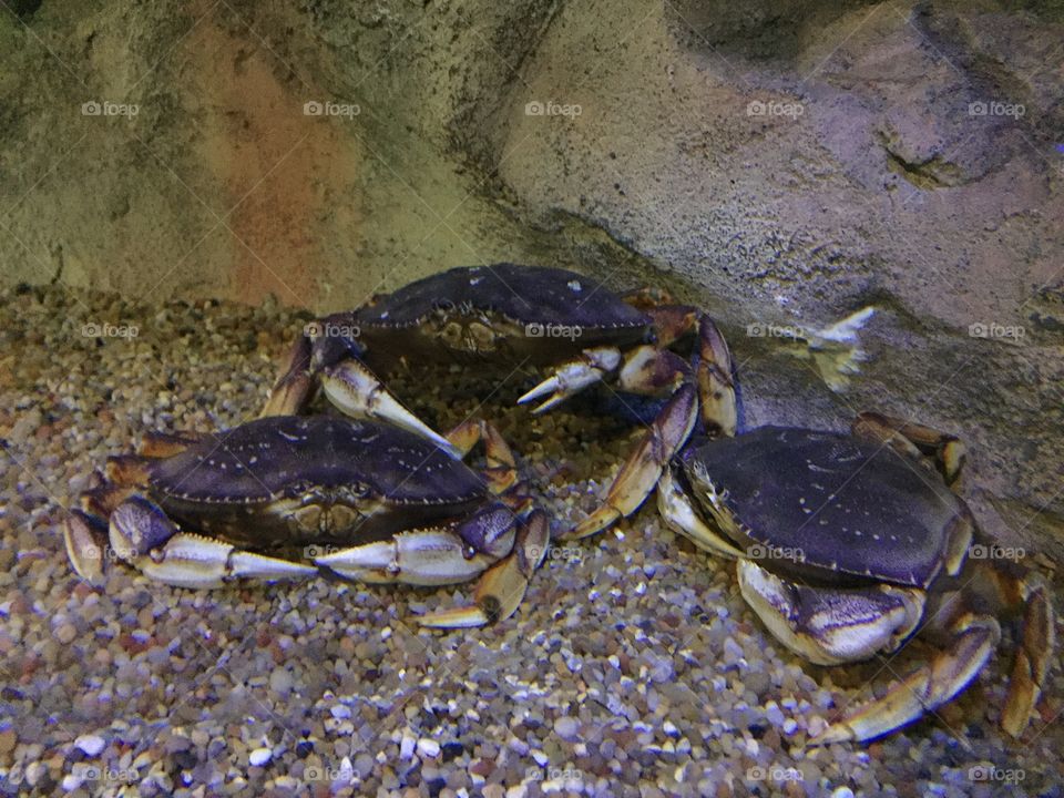 Crabs 