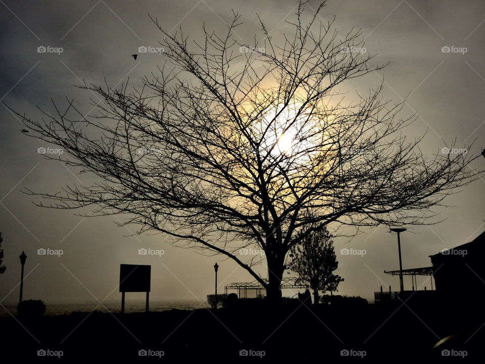tree sunrise silhouette fog by delvec