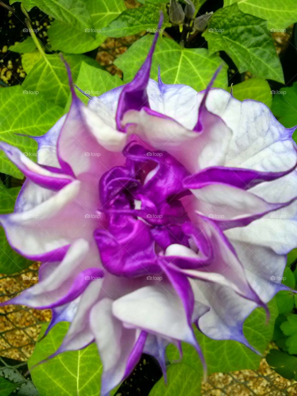 double datura