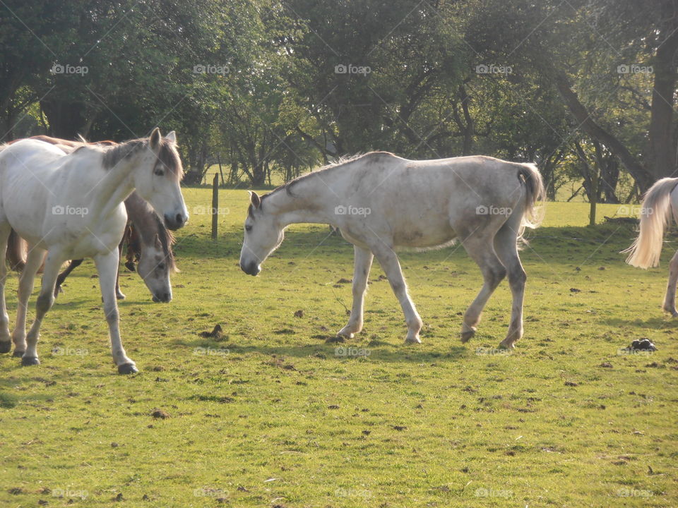 White Horses In A Field