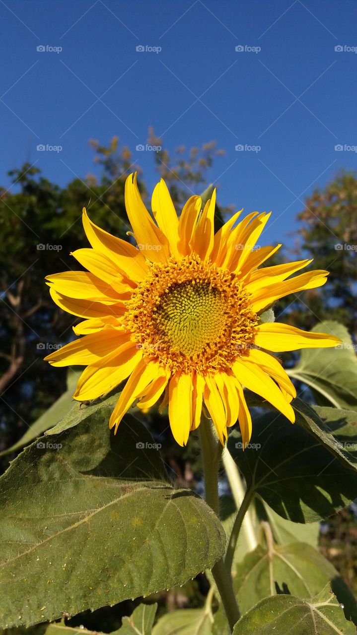 Sunflower in garden
