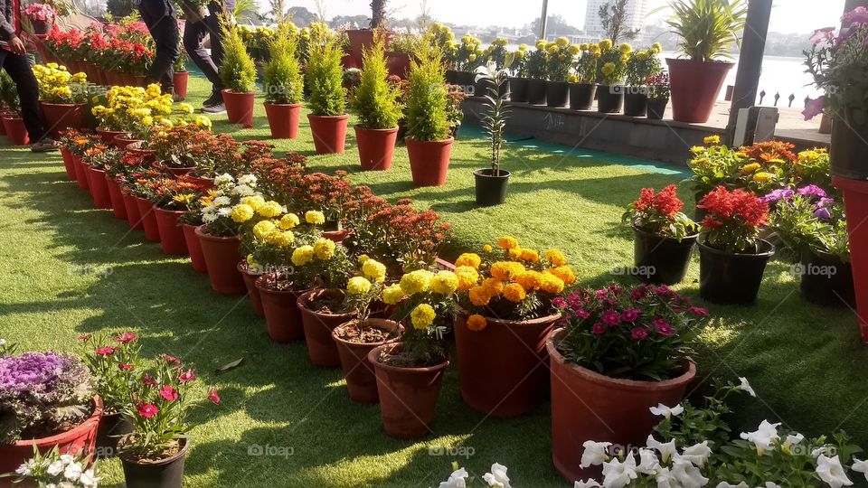this is the chambal festival of Kota (Rajasthan),full of joy,never seen these flowers together