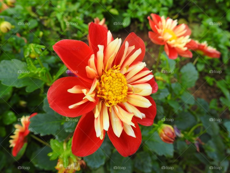 colorful red flower