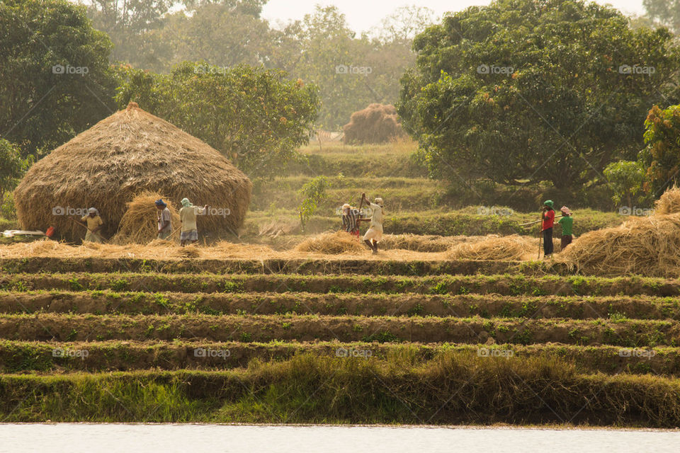 harvest