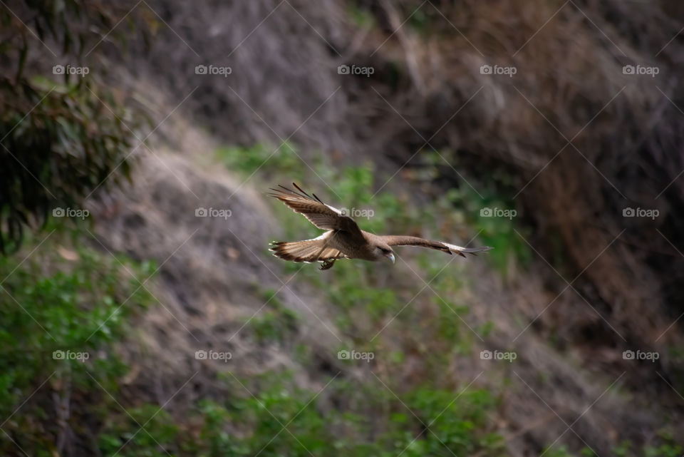 bird rapes in flight