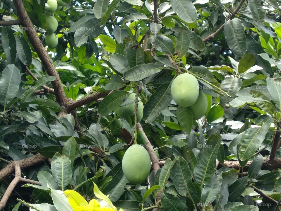 Mango Tree