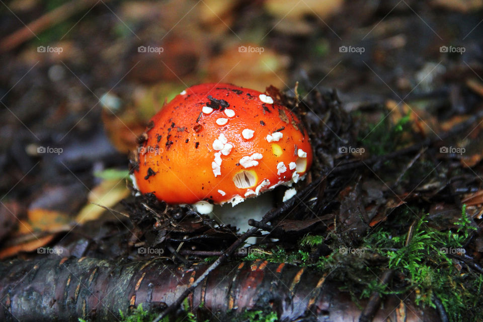 red mushroom toadstool fungi by danielbritton