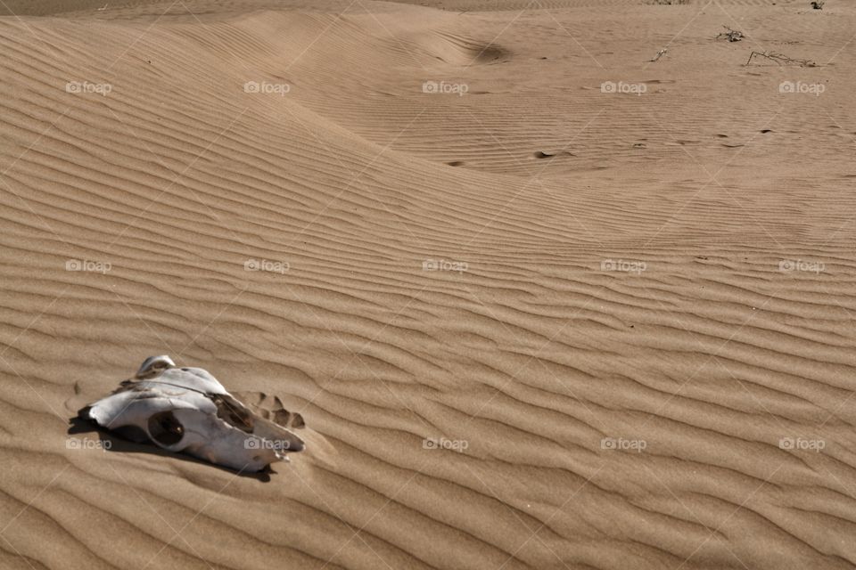 Desert baked . Animal Skull in desert
