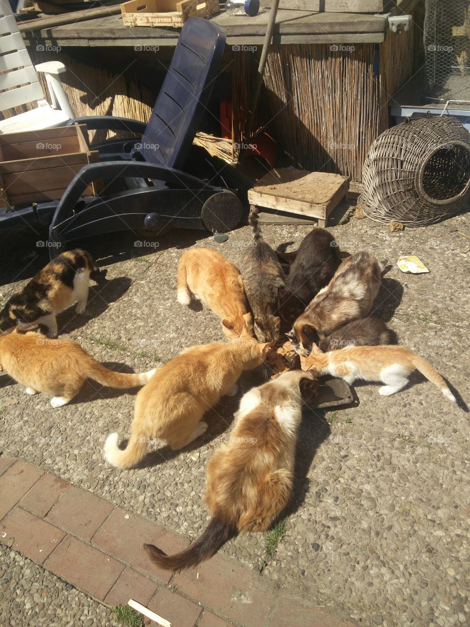 Cats everywhere