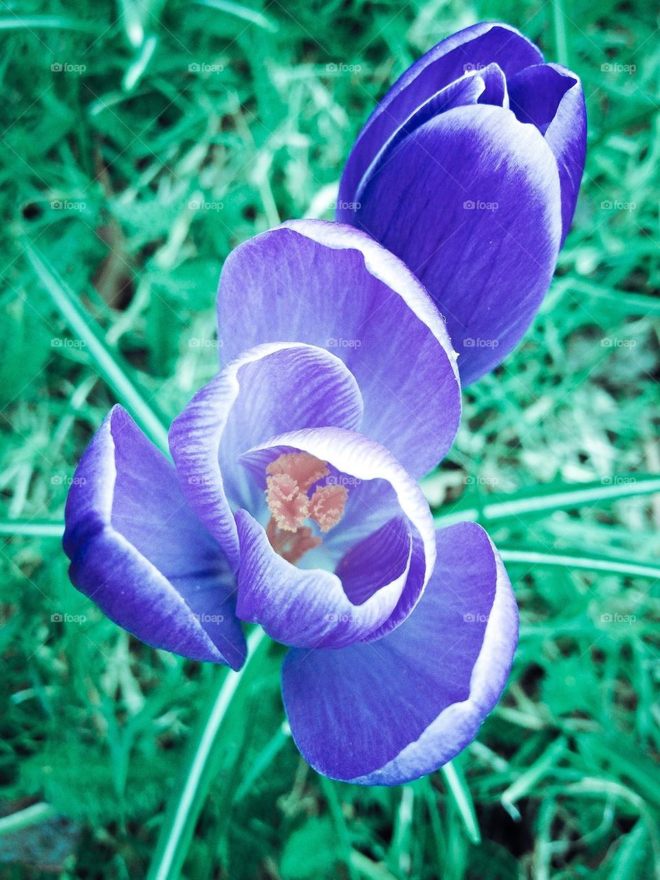 Crocus